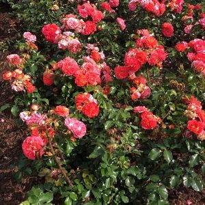 Meet your Posher, Amal